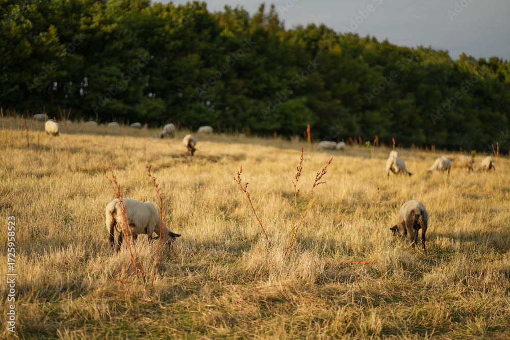Obraz premium Flock of Sheep Grazing on Mountain Pasture in Summer