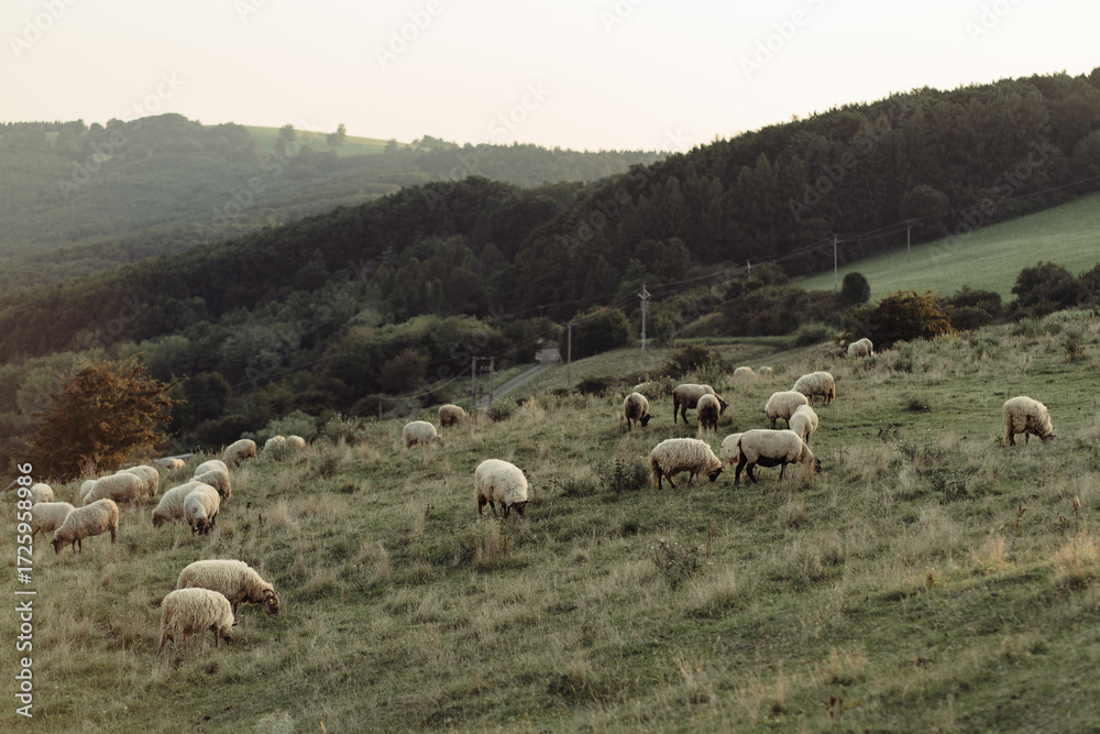 Fototapeta premium Flock of Sheep Grazing on Mountain Pasture in Summer