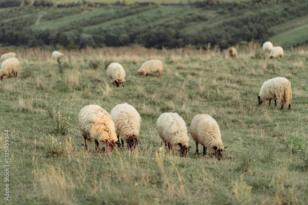 Fototapeta premium Flock of Sheep Grazing on Mountain Pasture in Summer
