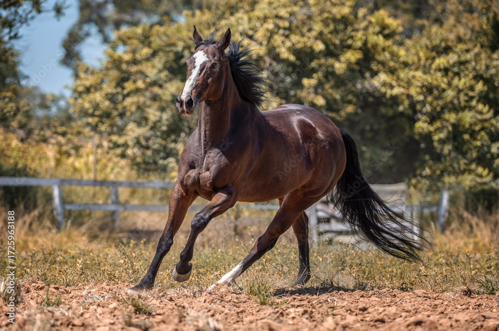 Fototapeta premium A beautiful brown horse running alone in the field during summer.