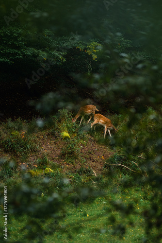 A pair of fallow deer grazing together on a grassy slope viewed through a soft bokeh of foreground leaves, creating a voyeuristic feel of wildlife in a moist, green autumnal forest setting.
