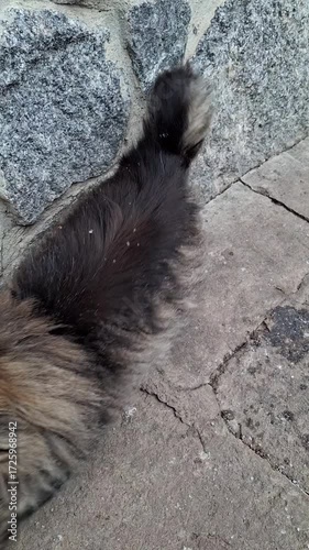 Fluffy cat resting against a stone wall in a quiet alley during the morning