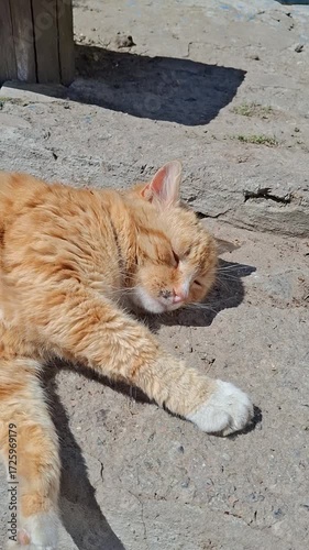 Orange cat takes a nap on warm stone under the sun in a peaceful outdoor setting during the day