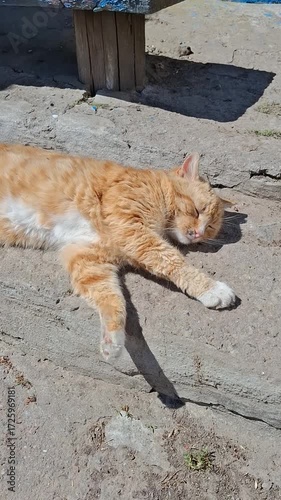 Orange cat relaxes under the sun on a sandy surface during a warm afternoon