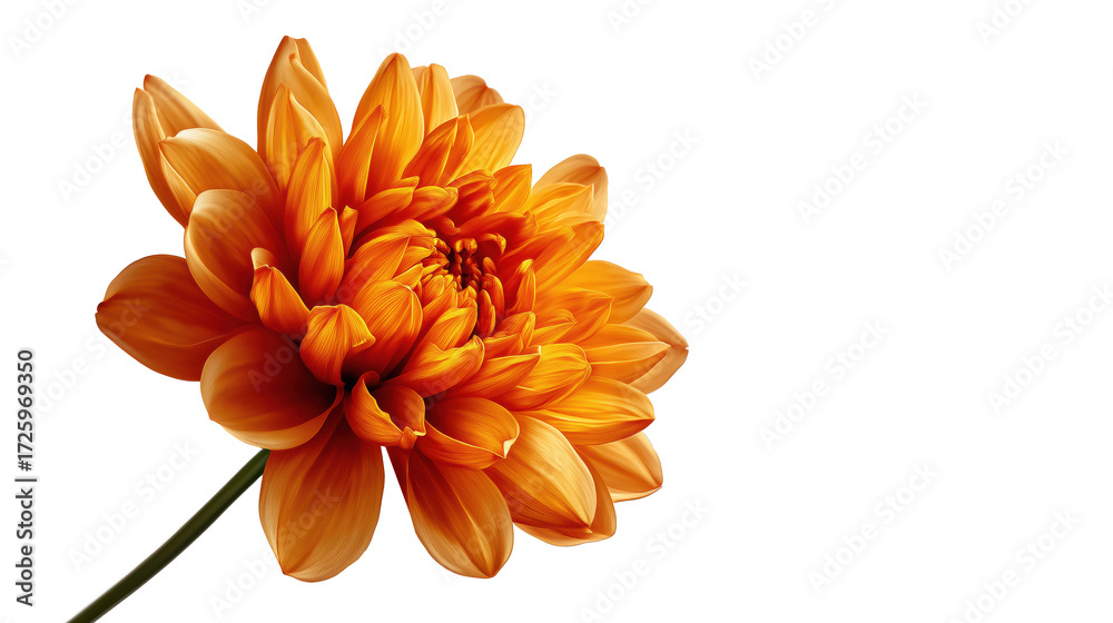 Fototapeta premium Single autumn flower isolated on transparent background, photorealistic composition.