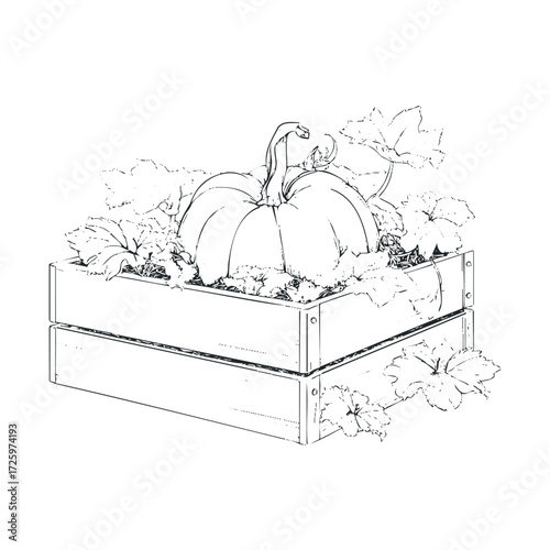 Pumpkin in a wooden crate with fresh green leaves. Vector black icon