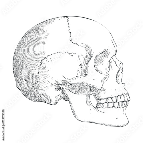 Detailed sketch of a human skull for anatomical study purposes. Vector black icon