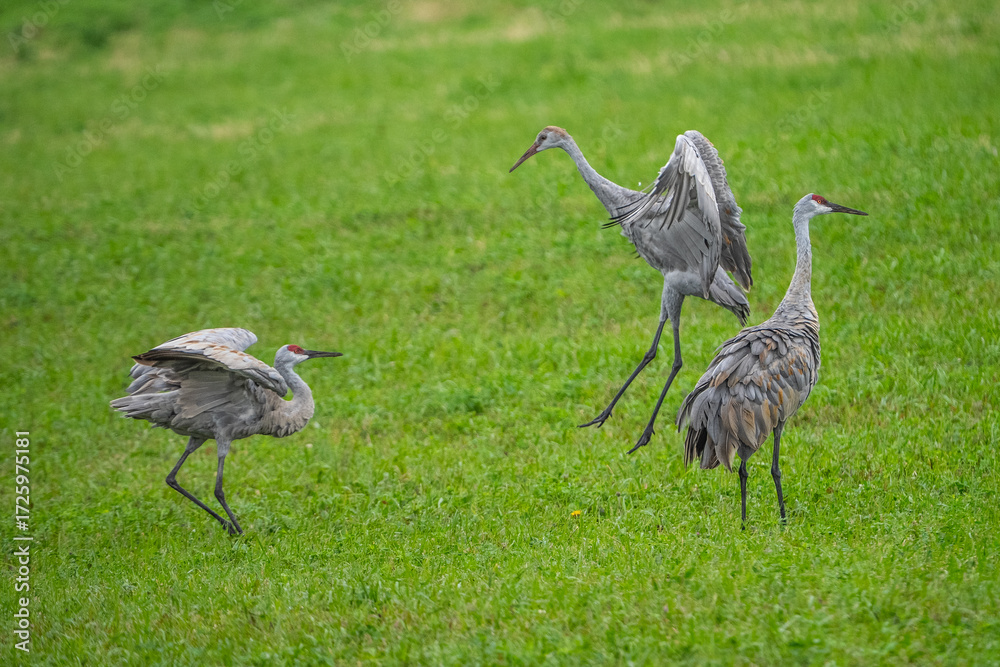 Obraz premium sand crane lessons
