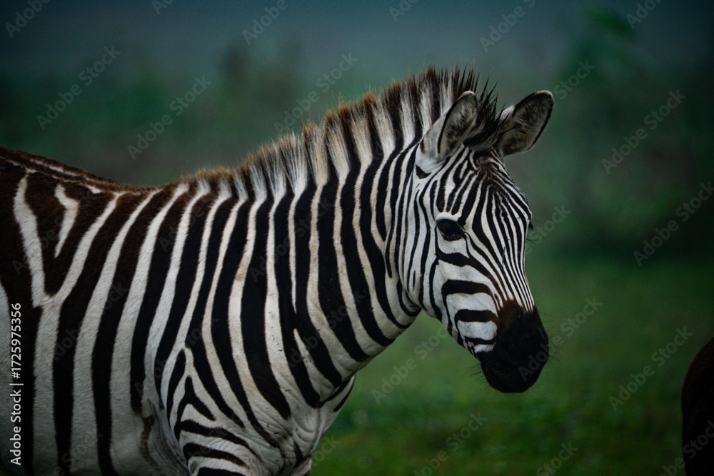 Fototapeta premium zebra