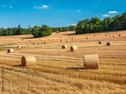 Farmers Harvesting Straw Bales in Stubble Field Landscape under Blue in Summer	