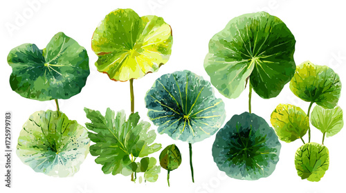 Vector illustration of a set of different lily pad leaves isolated on a white background