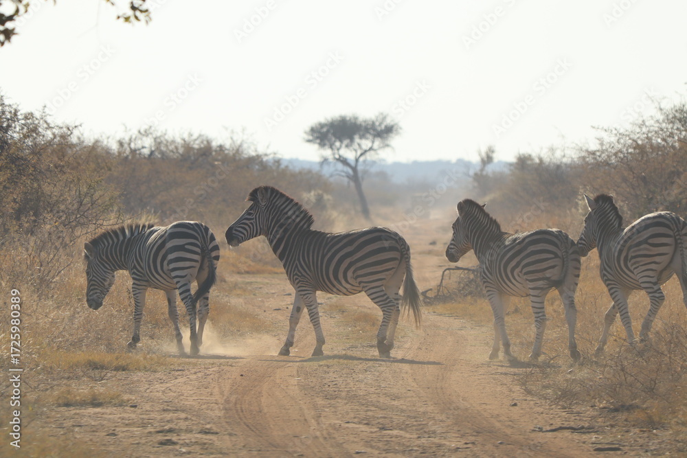 Obraz premium Zebra