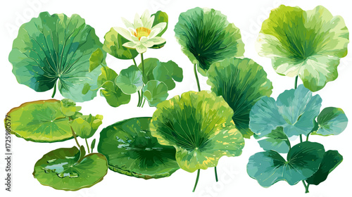 Vector illustration of a set of different lily pad leaves isolated on a white background