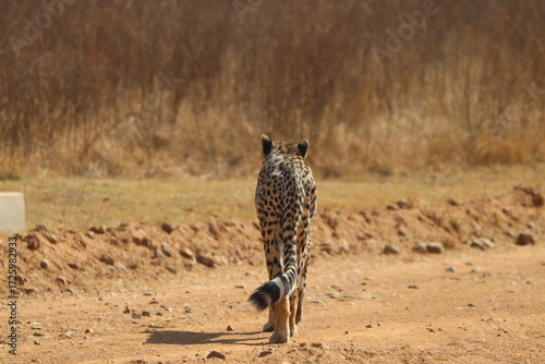 Cheetah