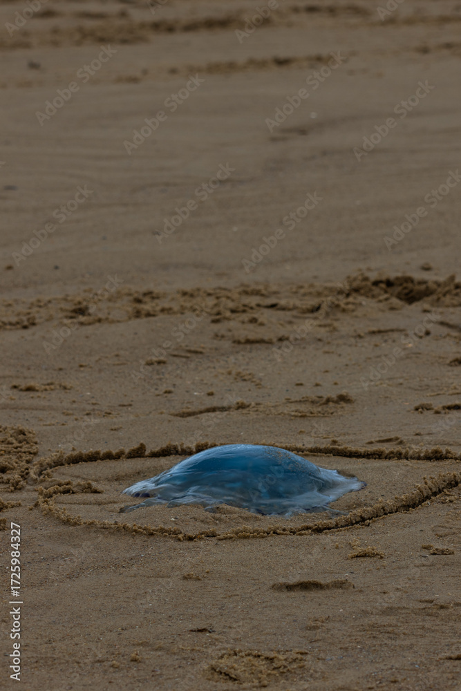 Obraz premium Blue jellyfish