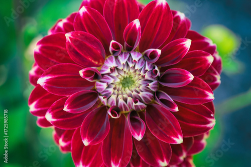 Macro Magic: Bold Red Dahlia in Bloom
An exquisite, detailed view of a lush red dahlia flower, showcasing the unique contrast of its rich crimson petals with their subtle white tips, all highlighted b