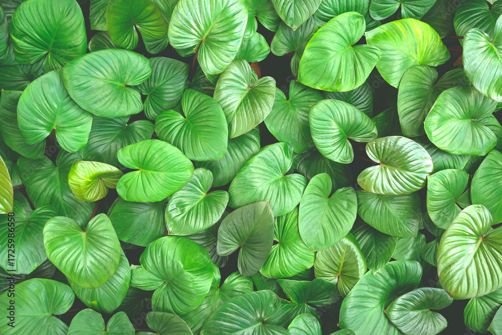 Fototapeta premium Vibrant tropical green with natural heart shaped leaves background. Lush foliage for eco-friendly, botanical garden, or greenery nature design in creating a calming and organic aesthetic. Top view