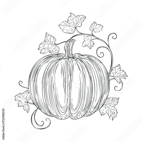 Autumn pumpkin drawing with vine and leaves design. Vector black icon