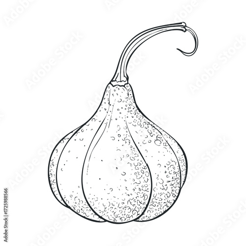 Decorative gourd illustration for autumn decorations and crafts. Vector black icon