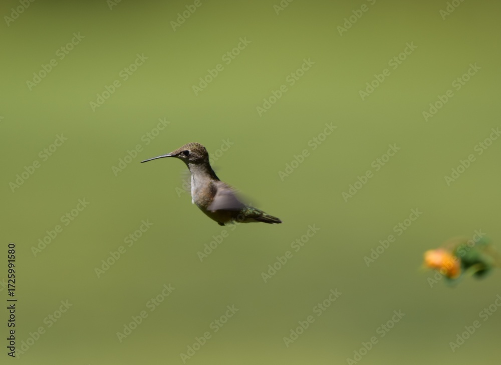 Naklejka premium Ruby Throated Hummingbird