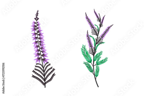 Heather flower plant vector illustration