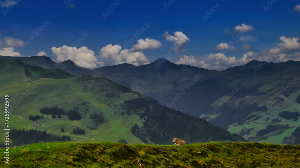 Fototapeta premium Cows in mountains near Saalbach Hinterglemm Leogang ski resort during summer day , Creative post processing