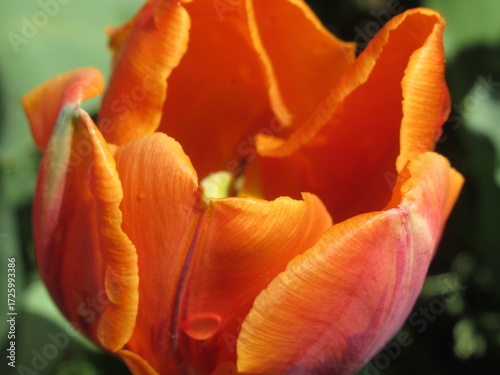 Zbliżenie na pomarańczowego tulipana © Kumulugma