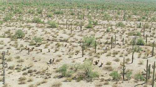 Wallpaper Mural An aerial view shows saguaro cacti scattered across the arid arizona desert Torontodigital.ca