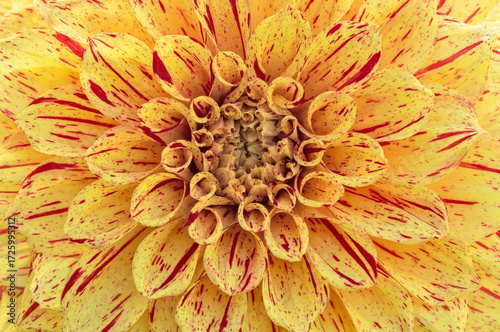 Macro Abstract: Yellow Dahlia with Red Stripes