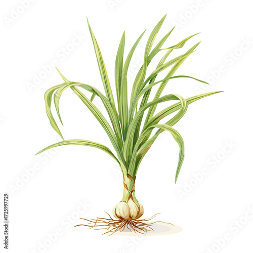 Fresh Lemongrass with Roots and Leaves Illustration