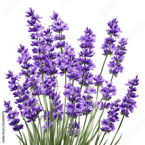 Lavender Flowers with Green Stems Isolated on White