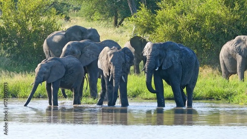 Photography elephants in the water