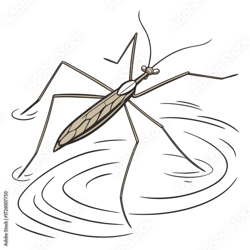 Water Strider Insect on Rippling Water Surface water insect pond skater