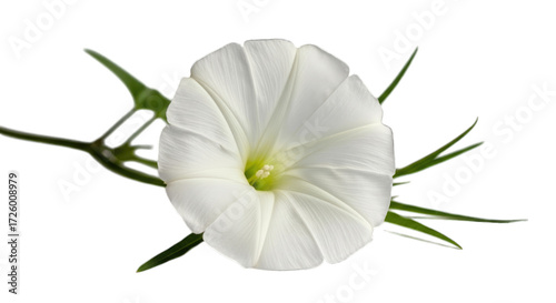 Close up of a delicate white bindweed flower blooming with green stems transparent background