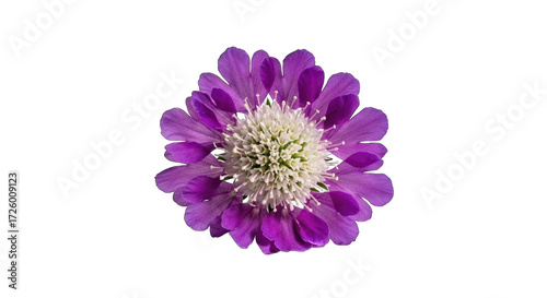 Vibrant purple flower with creamy white center isolated transparent background
