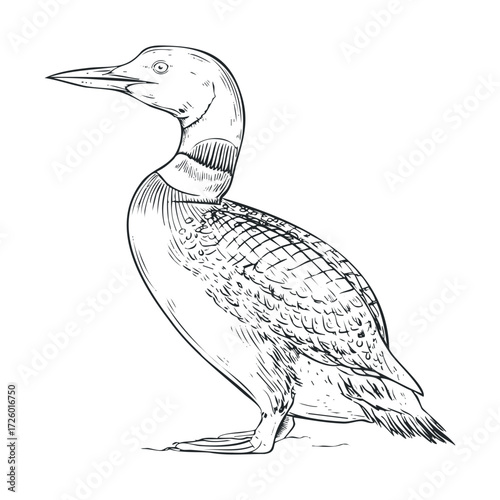 Elegant loon standing on the shore in natural habitat setting. Vector black icon