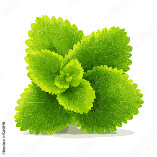 Fresh Lemon Balm Leaves Isolated on White