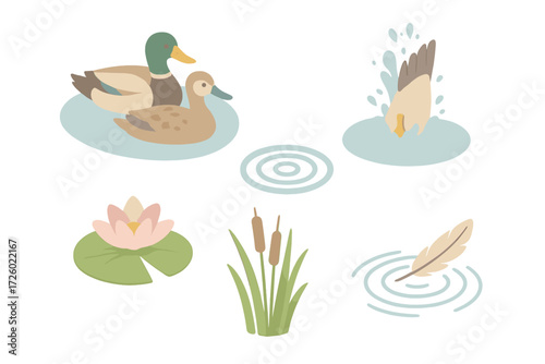 Duck Pond Serenity. Isometric vector illustration set waterfowl pond swim dive: pair of ducks floating, bird diving plume,