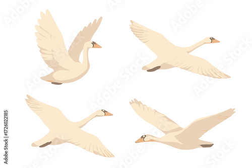 Swan Wings Soaring. Isometric vector illustration set avian wing span soar: swan wings lifted high, wide wing arc, gliding air