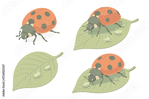 Ladybug and Aphids. Isometric vector illustration set ladybug spots aphid predator: red beetle shell spots, perched leaf margin,
