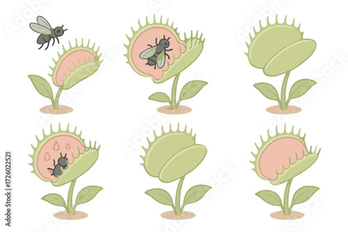 Insect Trap Process. Isometric vector illustration set Feeding process stages: insect approaching trap, insect captured inside,