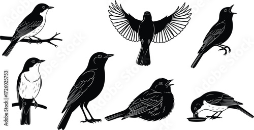 Bird vector illustrations, perched, flying, singing, feeding, black silhouette, wildlife, nature drawing, animal clipart, design