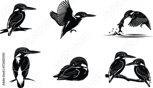 Kingfisher bird illustration set, perched, flying, fishing, couple pose, black and white vector drawing