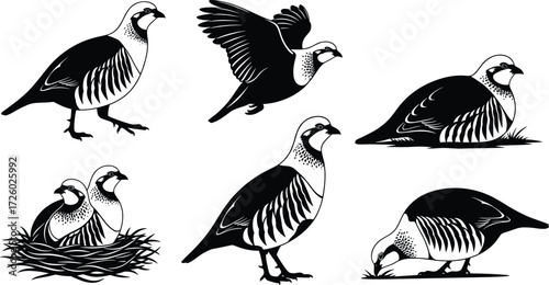 Partridge bird vector illustrations, flying partridge, nesting partridge, feeding partridge, wildlife art, animal drawing design