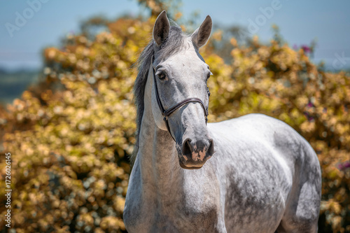 Slika na platnu Head of a white and gray Lusitano horse alone in nature