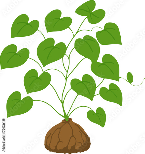 African Tortoise Plant (Dioscorea elephantipes) – Caudex Succulent Vector