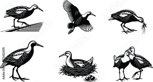 Rail bird silhouette illustration set, walking pose, flight, nesting, feeding behavior, wildlife vector, nature design