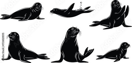Seal silhouette illustration set, swimming pose, resting posture, underwater motion, flipper gesture, wildlife vector design