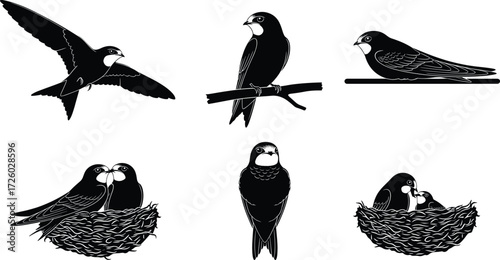 Vector swallow birds flying, perched on branch, sitting in nest, feeding chicks, black silhouette illustration design