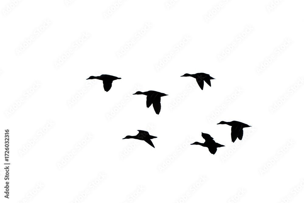 Obraz premium Flock of green-headed ducks in flight. Mallard duck. Black and white silhouette.